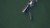 SAVANNAH, GEORGIA — The North Atlantic right whale migration southward is underway. Since the first right whale report of the season — Harmonia, a right whale commonly seen in Cape Cod Bay — was spotted by fishermen Nov. 23 off […]