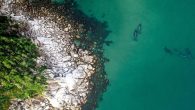Mammal-eating orcas given protected status after public pressure led to release of one hundred whales from holding pen Russia has listed mammal-eating orca whales and Caspian seals as endangered species nearly two years after a public outcry over the export […]