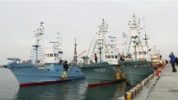 SENDAI – Three Japanese ships set sail early Tuesday morning for the first commercial whaling expedition in 32 years off the country’s northeastern Sanriku Coast. Japan resumed hunting whales for commercial purposes last July 1, a day after formally leaving […]
