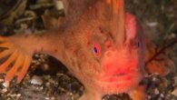 by Elizabeth Claire Alberts The smooth handfish (Sympterichthys unipennis), an unusual species that could “walk” on its pectoral and pelvic fins, is the first marine bony fish to go extinct in modern times, likely due to habitat loss and destructive […]