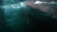 Volunteers and officials successfully pushed a whale shark back out to sea after it got stranded in shallow water in Indonesia’s Kendari Bay. The incident, which one rescuer said was a first, has highlighted the consequences of the rapid silting […]