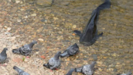 By Brian McCulloch Scientists studying a type of catfish colloquially known as ‘monsters of the river’ insist their disturbing eating habits are no reason to fear them. Rhône fish was 2.7m long The creatures, silures in French, are now an […]