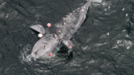 An entangled North Atlantic right whale yearling has been spotted in the Gulf of St. Lawrence, the fourth this year. In a news release, Fisheries and Oceans Canada said a right whale calf known as 3720 was last spotted in […]
