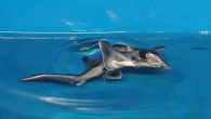 Elephant sharks, deep-sea “living fossils” believed to have remained relatively unchanged for 400 million years, were born in Japan for the first time in a towering building in downtown Tokyo. The babies, hatched at the Sunshine Aquarium in Toshima Ward […]
