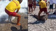 Antalya’nın dünyaca ünlü Konyaaltı Sahili’nde denize girenlerin “boğulan birisi” olduğunu düşünerek ihbar ettikleri cismin, ölü köpek balığı olduğu ortaya çıktı. Kıyıya vuran köpek balığını cankurtaran sürükleyerek götürdü. Konyaaltı Sahili’nde denize girenler, 20 metre açıkta beyaz renkli bir şeyin suda hareketsiz […]