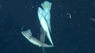 Deep, dark water doesn’t stop humboldt squid from communicating. The creatures can talk to each other visually using bioluminescence, and, researchers now say, through changing skin color patterns that communicate precise messages that could be translated into warnings like “don’t […]