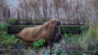 By Philip Hoare Outrage over fate of Freya the walrus has exposed man’s inability to cope with marine mammals that go aground In the light of the sad and disputatious fate of Freya, a displaced walrus who had the misfortune […]
