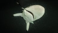 Reporter Sebastian Castelier went to the remote village of Kumzar to understand its role in a destructive food system.0 Freediving at a depth of five to six metres in the Strait of Hormuz, off the northern coast of Oman, it […]