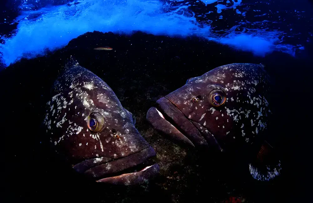 Groupers have become a mascot for Costa Brava dive operators,
