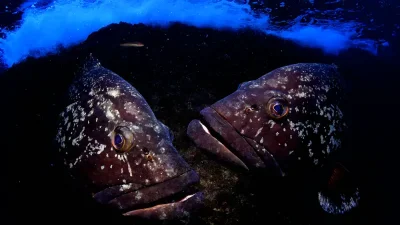 Groupers have become a mascot for Costa Brava dive operators,