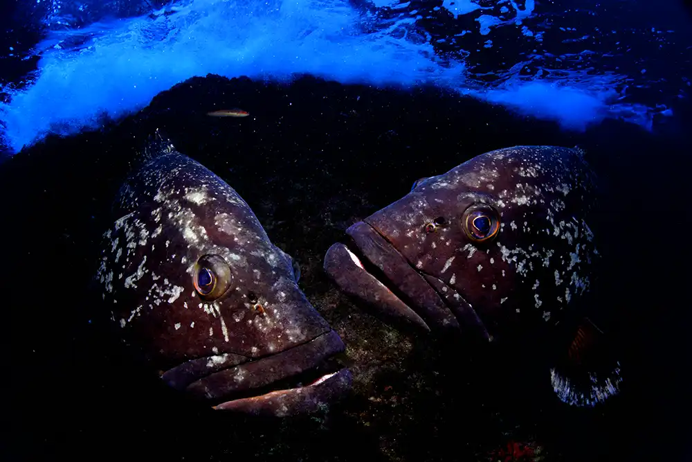 Groupers have become a mascot for Costa Brava dive operators,