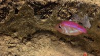 Most fish are broadcast spawners, casting their eggs and sperm in clouds and leaving their young to develop alone. But a tiny minority — about 2 percent — are “mouthbreeders,” keeping their fertilized eggs (and sometimes hatchlings) protected in their […]