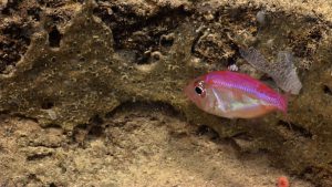 Most fish are broadcast spawners, casting their eggs and sperm