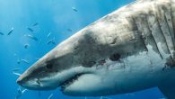 After a possible shark attack in Cape Breton earlier this month, one organization is hoping to determine what exactly happened to the swimmer. The Ocean Tracking Network is a national science facility that tracks movement and survival of marine animals […]