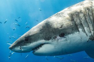 After a possible shark attack in Cape Breton earlier this