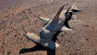 A dozen sharks and other fish found dumped on a Broome beach are believed to have died as a result of set net fishing, which is illegal in the area. The animals were found in different states of decay by […]