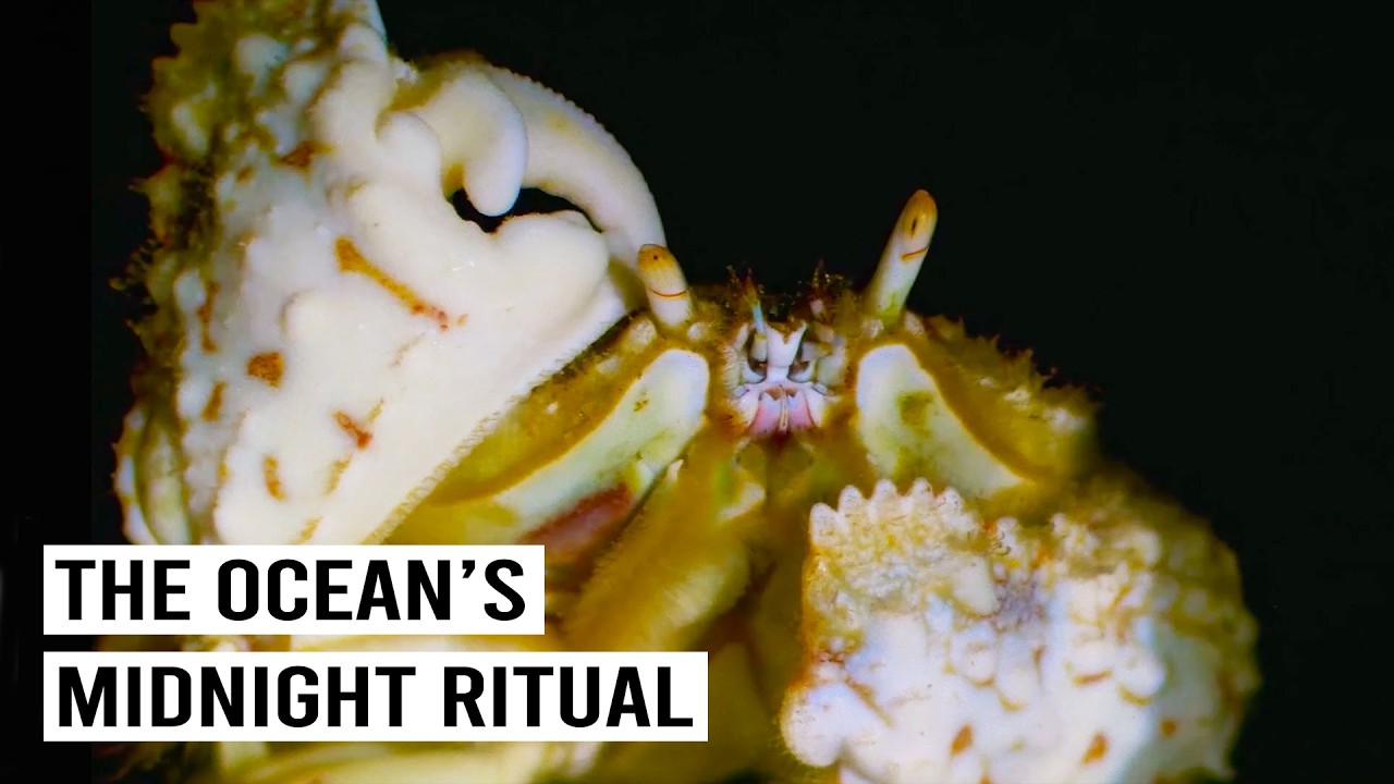 Witness the synchronized spectacle of mass coral spawning under the