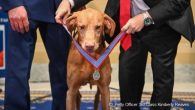 Coast Guard K-9 Chief Feco, a 9-year-old Hungarian Vizsla, stationed at Coast Guard Marine Safety and Security Team San Francisco, was presented the Animals in War and Peace Distinguished Service Medal on March 9, 2022 in Washington, D.C. Members of […]