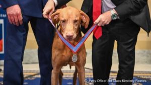 Coast Guard K-9 Chief Feco, a 9-year-old Hungarian Vizsla, stationed