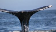 The experiment in which a dozen whales would be locked up to test their hearing was described as “daring” by the researchers, yet has sparked international protests over the inhumane treatment of animals. A petition by 50 researchers from across […]