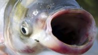 Minnesota and federal agencies herd the fish with nets and sound. About 30 more invasive carp were pulled out of the Mississippi River this week, suggesting that the destructive fish may have established a foothold in Minnesota. The silver and […]