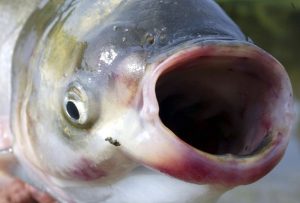 Minnesota and federal agencies herd the fish with nets and