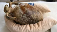 Antalya’nın Kaş ilçesi açıklarında robotlar yardımıyla yapılan su altı kazılarında gemi batığından çıkarılan 1100 yıllık, ağzı kapalı amfora (antik dönemde kullanılan testi) arkeologları heyecanlandırdı. Akdeniz Üniversitesi Güzel Sanatlar Fakültesi Kültür Varlıklarını Koruma ve Onarım Bölümü Başkanı ve kazının bilimsel danışmanı […]