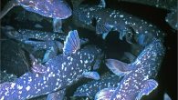 Undersea canyons off Madagascar may turn out to be the Indian Ocean epicentre for coelacanths, the remarkable “fossil fish” which re-surfaced from apparent extinction in 1938. Coelacanths have turned up with unexpected frequency in gill-nets set in deep waters to […]