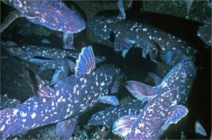 Undersea canyons off Madagascar may turn out to be the