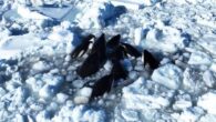 Japonya’nın Hokkaido eyaleti açıklarında 10 katil balina, sürüklenen buz kütlesine sıkıştı. Uzun süre hareket edemeyen balinaların buzların erimesiyle kurtulmuş olabileceği belirtildi. Japonya’nın kuzeyindeki Hokkaido eyaleti açıklarında, 10 katil balina, deniz yüzeyinde sürüklenen büyük bir buz kütlesi tarafından tuzağa düşürüldü. Katil […]
