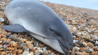 Long-lived banned industrial chemicals may be threatening the fertility of male porpoises living off the UK. Polychlorinated byphenyls (PCBs) were phased out decades ago, but can build up in whales, dolphins and porpoises. Scientists say harbour porpoises exposed to PCBs […]