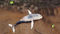 The recent death of a humpback whale off the Northumberland coast has raised interest in and concerns for the marine mammals in the North Sea. With the number of whale sightings in the area growing, what can be done to […]