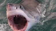 Nearly 300 sharks live in the area between  Monterey Bay, the Farallon Islands and Bodega Bay That’s up  from an estimated 219 sharks 10 years ago – a jump of 35% The Marine Mammal Protection Act of 1972, as well as […]