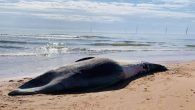 A dead whale – believed to be the second largest species in the world – has washed up on an Aberdeenshire beach. Believed to be a fin whale, it was found at Balmedie beach on Thursday. Aberdeenshire Council said it […]