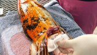 Pebbles is a 20-year-old koi. The pet fish, unfortunately, had to undergo surgery to remove a large mass that was invading her fin. Veterinarians from HousePaws Mobile Veterinary Service sedated the koi, and kept her asleep by squirting sedative-treated water […]