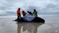 Trevor Norton spends most of his time restoring his 20-metre yacht Stormbreaker and taking tourists up and down the wild rivers which empty into Macquarie Harbour on Tasmania’s west coast. But last week the Strahan local found himself part of […]