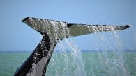 The fate of a 16-metre river whale continues to elude scientists, giving them hope it has headed for Antarctica. Two or three adult whales swam 20 kilometres up the crocodile-inhabited East Alligator River in Kakadu for 17 days in September, […]