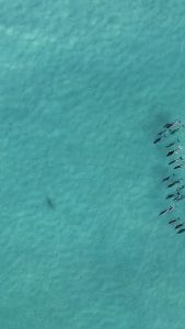 Bu gönderiyi Instagram'da gör MARINE LIFE SHOW🐳🐬🐋🦈 FROM Air (@dronesharkapp)'in