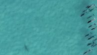 Bu gönderiyi Instagram'da gör MARINE LIFE SHOWðŸ³ðŸ¬ðŸ‹ðŸ¦ˆ FROM Air (@dronesharkapp)'in paylaştığı bir gönderi There’s a lot going on here. You’ve got two great white sharks, a pod of dolphins, and a pair of kayakers – and you have the wonderful […]