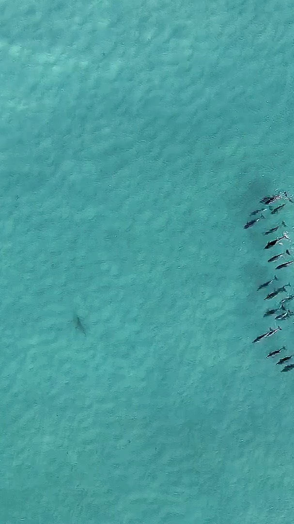 Bu gönderiyi Instagram'da gör MARINE LIFE SHOW🐳🐬🐋🦈 FROM Air (@dronesharkapp)'in