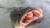 ANNAPOLIS, Md. — For the first time, scientists have documented major shifts downward in many native fish populations after an invasion by Northern Snakeheads in Maryland waters, according to a new US Fish and Wildlife Service and Maryland Department of […]
