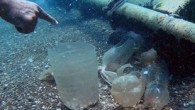 Antalya’da Konyaaltı Sahili’nde dalış yapan Prof. Dr. Mehmet Gökoğlu ve öğrencisi Mehmet Alagöz, 10 dakikada onlarca plastik şişe ve battaniyeyi denizden çıkardı. İkilinin çabasını gören sahildekiler, alkışlarla kutladı. Akdeniz Üniversitesi Su Ürünleri Fakültesi Öğretim Üyesi Prof. Dr. Mehmet Gökoğlu ve […]