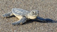 Tarım ve Orman Bakanlığı’nca geçen yıl yapılan çalışmalar sonucunda 301 bin 224’ü caretta caretta, 289 bin 760’i chelonia mydas olmak üzere toplam 590 bin 984 kaplumbağa yavrusunun denizle buluştuğu bildirildi. Bakanlıktan yapılan açıklamaya göre, Doğa Koruma ve Milli Parklar (DKMP) […]