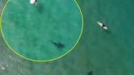 Avustralya’da Christopher Joye isimli bir adam, köpek balığının bir sörfçüye gerçekleştirmek üzere olduğu saldırısını drone sayesinde engelledi. Avustralya’nın Yeni Güney Galler eyaletinde bulunan Illawarra sahilinde Christopher Joye adlı adam, hoparlör sistemi bulunan Mavic Enterprise 2 dronuyla bir sörfçüyü köpek balığı […]