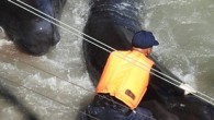 Japonya’nın Taiji Limanı’nda yunus avı sezonunun açılmasıyla ortaya çıkan av hazırlığına dair görüntüler, izleyenlerin büyük tepkisini çekti. Taiji Limanı’nda her yıl Eylül ile Şubat ayı arasında yunus ve yunus türleri, hükümet tarafından verilen resmi izinle avlanıyor. Bu yılki avlanma sırasında […]