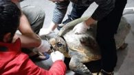 Aydın’ın Kuşadası ilçesinde yaralı halde bulunan İribaş Deniz Kaplumbağası (Caretta Caretta) kalp masajı ile hayata döndürüldü. Aydın Doğa Koruma ve Milli Parklar Şube Müdürlüğü’nden yapılan açıklamada, “İlimiz Kuşadası ilçesinde yaralı halde bulunan İribaş Deniz Kaplumbağası (Caretta caretta) ekiplerimiz tarafından alınarak […]