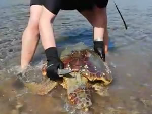 Muğla’nın Bodrum ilçesinde, nesli tükenmekte olan caretta caretta cinsi deniz