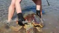 Muğla’nın Bodrum ilçesinde, nesli tükenmekte olan caretta caretta cinsi deniz kaplumbağasını kurtaran vatandaş, kaplumbağanın vücudunda gördükleri karşısında şok oldu. Yalıkavak Mahallesi Küdür mevkiinde yürüyüşe çıkan kuaför Gökhan Soygüder, denizde bir hareketlilik gördü. Sahile inen Soygüder şamandıralara dolanmış halde zaman zaman […]