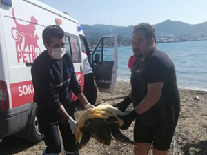Muğla’nın Bodrum ilçesinde vatandaşlar tarafından fark edilen yaralı caretta caretta