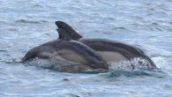 Kuşadası’ndaki Dilek Yarımadası Büyük Menderes Deltası Milli Parkı koylarında bulunan yunusların yaz dönemi gözlemleri tamamlandı. WWF Türkiye tarafından gerçekleştirilen gözlem sonucu Dilek Yarımadası’nda üç yunus türünün yıl boyunca görüldüğü belirlendi. Türkiye’nin en önemli doğal mirasları arasında yer alan Kuşadası’na bağlı […]